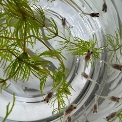 グッピー　ブルーグラス稚魚20匹 の画像