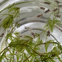 グッピー　ブルーグラス稚魚20匹 の画像