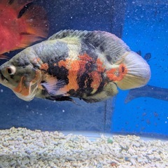 オスカー　熱帯魚　　の画像