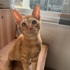 茶トラくん　3ヶ月半の男の子