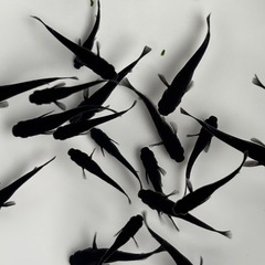 めだか 黒熊の画像