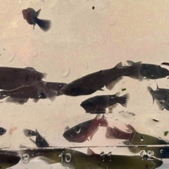 めだか 黒熊の画像
