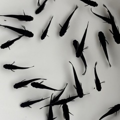 めだか 黒熊の画像