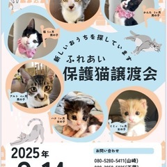 😻猫カフェ風🐈ふれあい譲渡会🍀