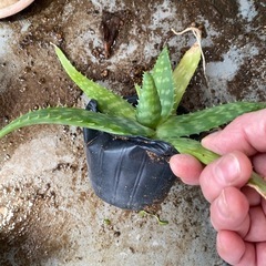 アロエベラの画像
