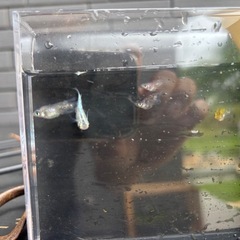 夜桜だるま　メダカ針子10匹の画像