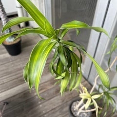 おしゃれ観葉植物 鉢付きの画像