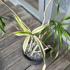 おしゃれ観葉植物 鉢付きの画像