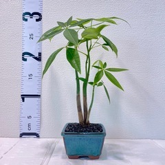 パキラ実生盆栽風仕立て【デザイン鉢/鉢皿付き】の画像