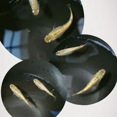 金塊メダカ【トリオ】の画像