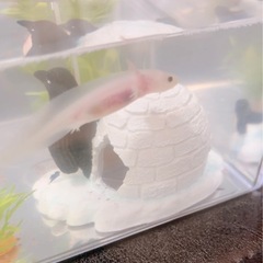 ウーパールーパーをお譲り致しますの画像