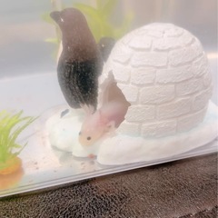 ウーパールーパーをお譲り致しますの画像