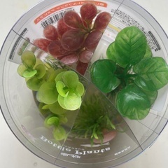 GEX 癒し水草　ボトルプランツの画像