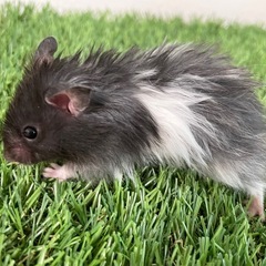 ふわふわパーマ！？長毛ゴールデンハムスター　黒白男の子4匹