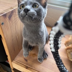グレー色の4ヶ月の男の子🩶