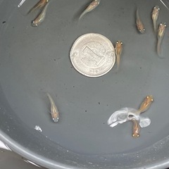 ポニョ（出目目前透明鱗）めだか　幼魚10匹の画像
