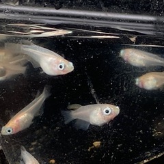 ポニョ（出目目前透明鱗）めだか　幼魚10匹の画像