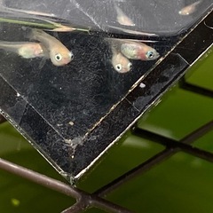 ポニョ（出目目前透明鱗）めだか　幼魚10匹の画像