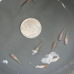 ポニョ（出目目前透明鱗）めだか　幼魚10匹の画像