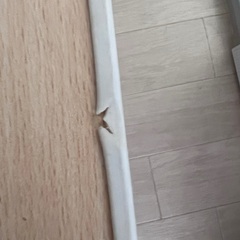 お譲り決まりました！の画像