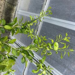 温州　青島　果樹苗　植木　苗木の画像