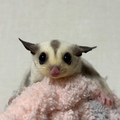 フクロモモンガ　プラチナ　女の子