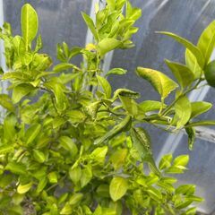 シークワーサー　果樹苗　植木　苗木　実つきの画像