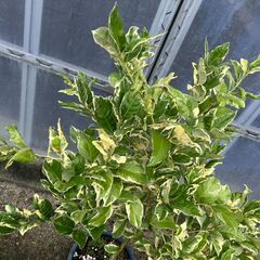 レモン・ピンクレモネード　果樹苗　植木　苗木　の画像