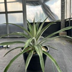 パイナップル苗　果樹苗　植木　苗木　の画像