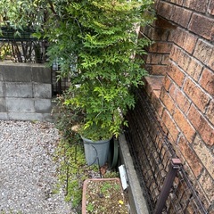 サボテン　植木　ブロック　植木鉢全て無料でどうぞの画像
