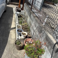 サボテン　植木　ブロック　植木鉢全て無料でどうぞの画像