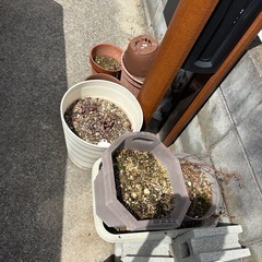 サボテン　植木　ブロック　植木鉢全て無料でどうぞの画像