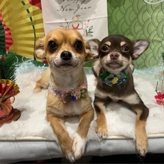 チワワの里親２匹