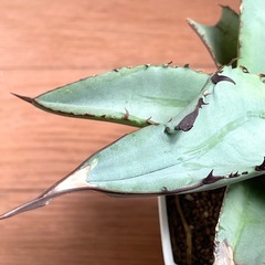 少々訳あり　実生アガベ　チタノタブルーの画像