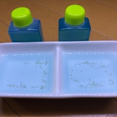 【九州男めだか】ガネーシャ出目タイプ 極上親使用 メダカ 卵25個 9/14受け渡し の画像