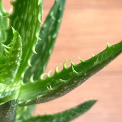 アロエ　翡翠殿の画像