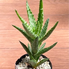 アロエ　翡翠殿の画像