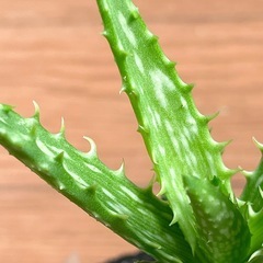 アロエ　翡翠殿の画像
