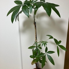 【お取引き先決定‼️】観葉植物の画像