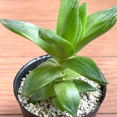 少々訳あり　ハオルチア　品種不明の画像