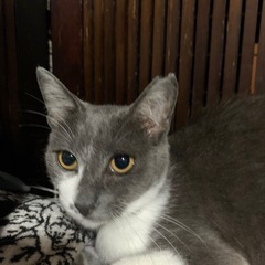 猫ちゃん達のパパ、ママちゃん。迎えに来てね。みんな美系ちゃ…