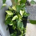 ランキングキーワードに紐づく投稿画像-観葉植物