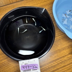 メダカ　　めだか　　の画像