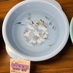 メダカ　　めだか　　の画像