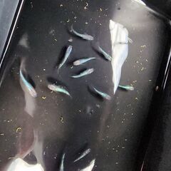 メダカ【ネプチューン】の画像