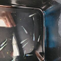 メダカ【ネプチューン】の画像