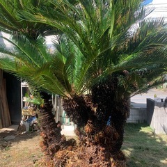 ソテツの画像