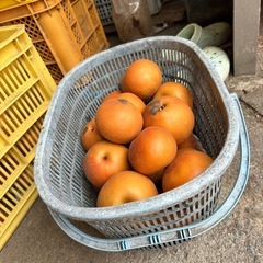 めちゃくちゃ美味しい南水梨　の画像