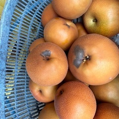 めちゃくちゃ美味しい南水梨　の画像