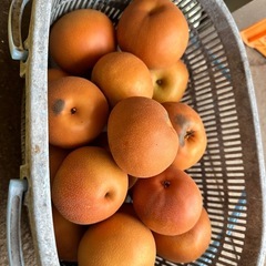 めちゃくちゃ美味しい南水梨　の画像